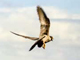 peregrine cassins falcon